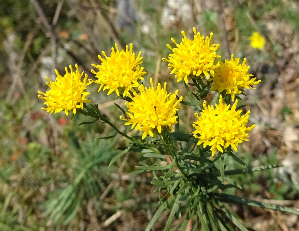 10-08-2018 Galatella linosyris.jpg