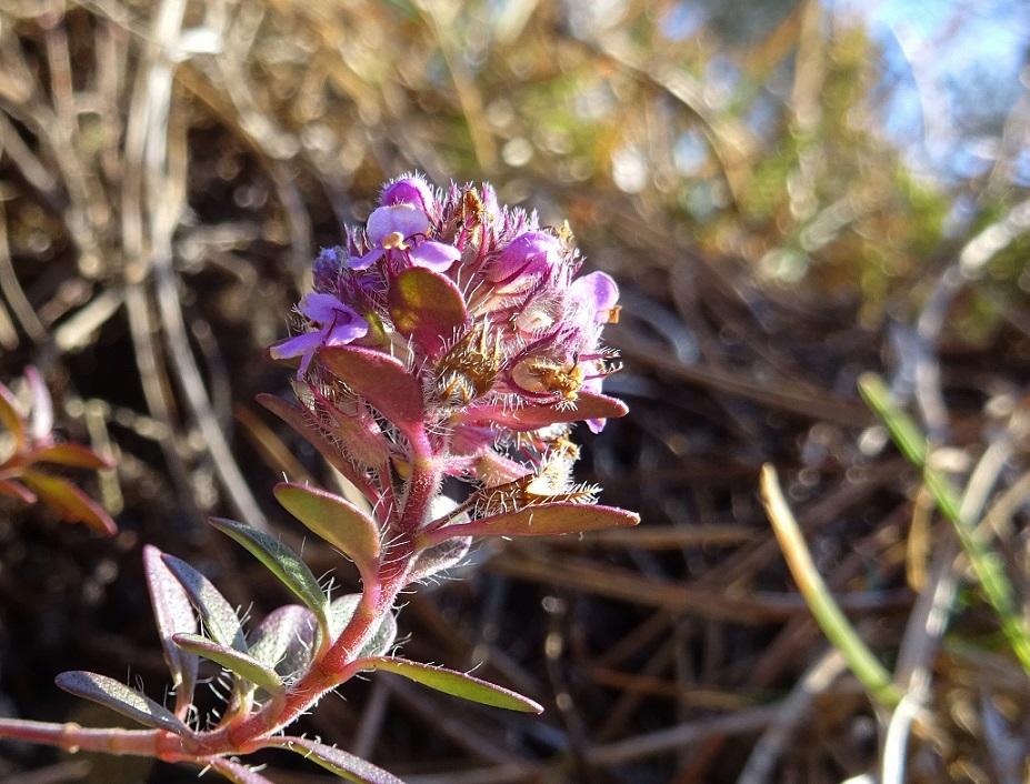 2021-12-21 Thymus cf. odoratissimus.JPG