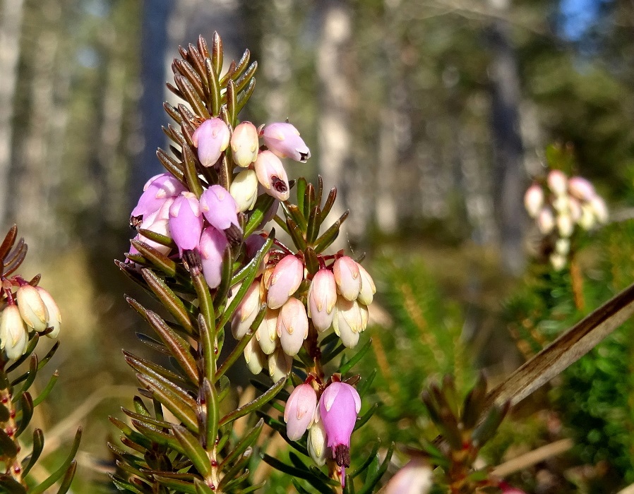 2021-12-21 Erica carnea .JPG