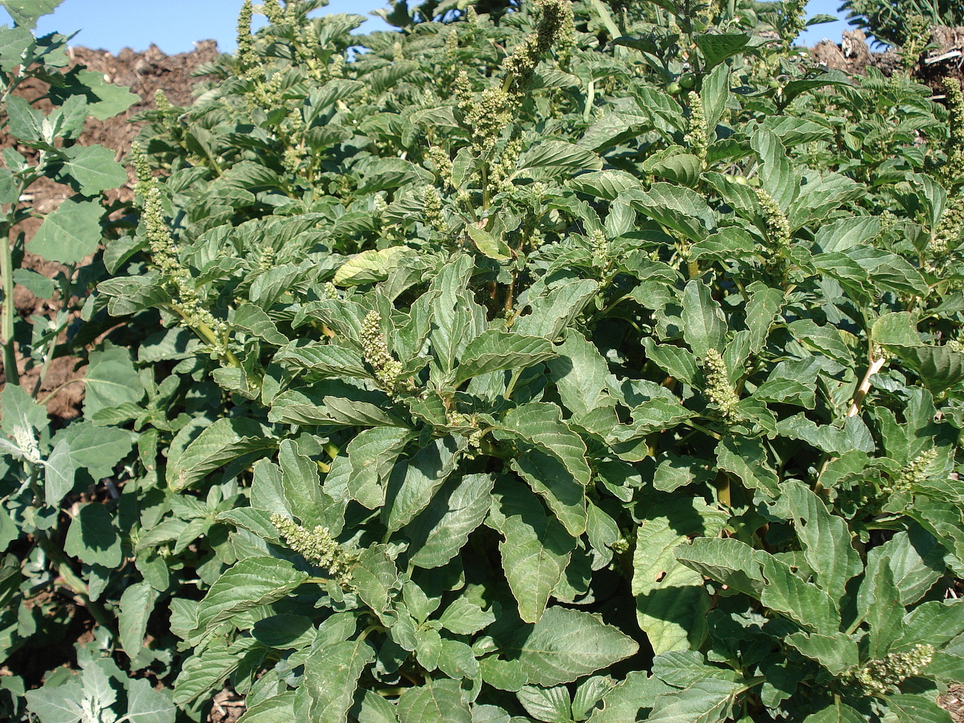 Amaranthus.St-Deutschlandsberg.5.Jul..JPG