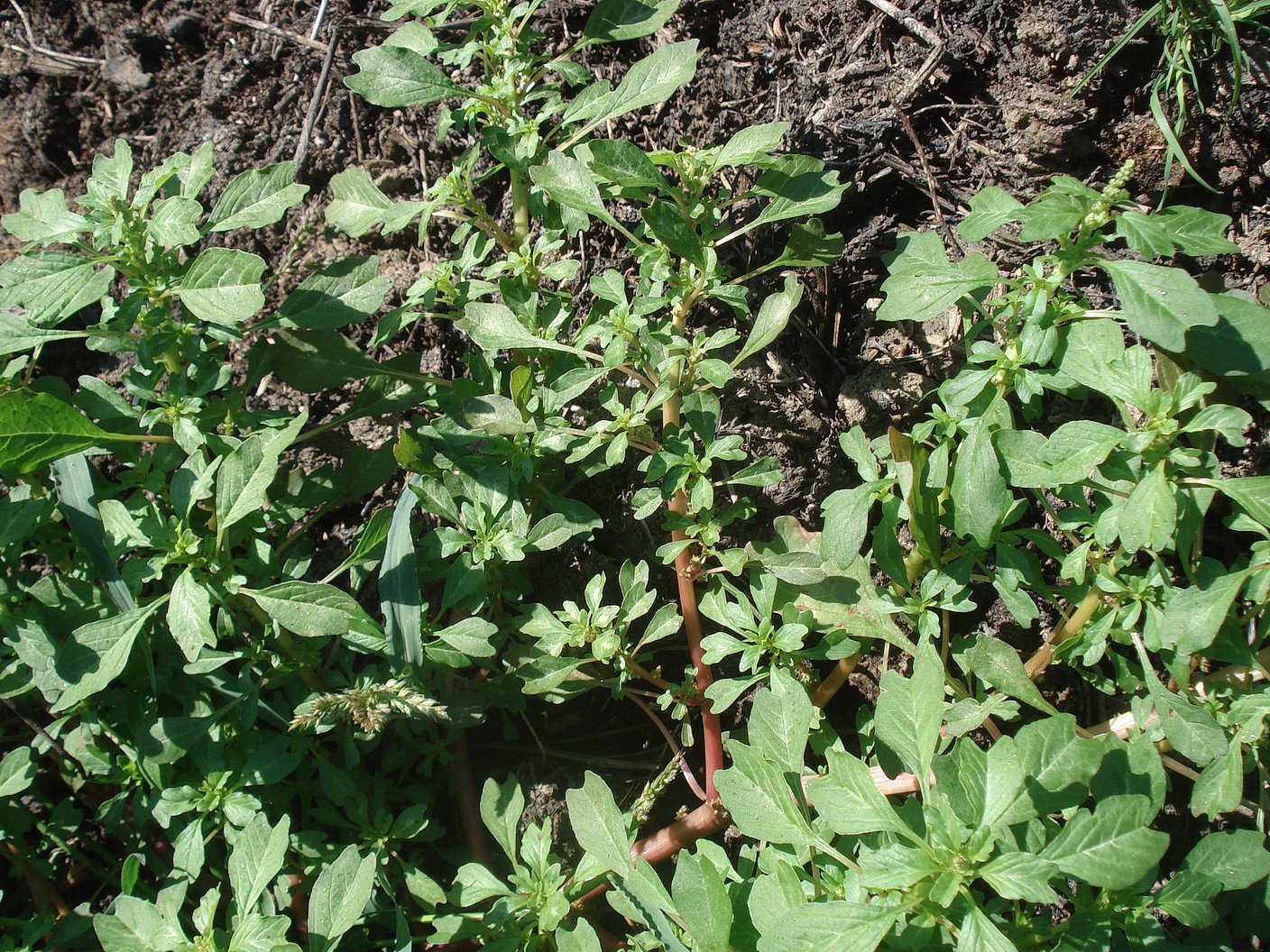 Amaranthus.St-Leutschach.Schlossberg. 28.9.21.JPG