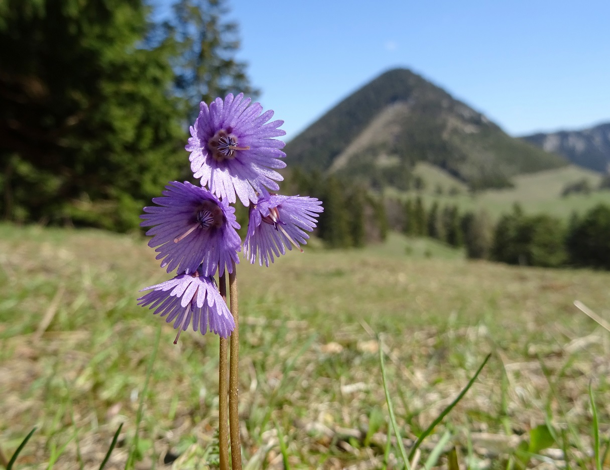 04-19-2019  Soldanella alpina.jpg