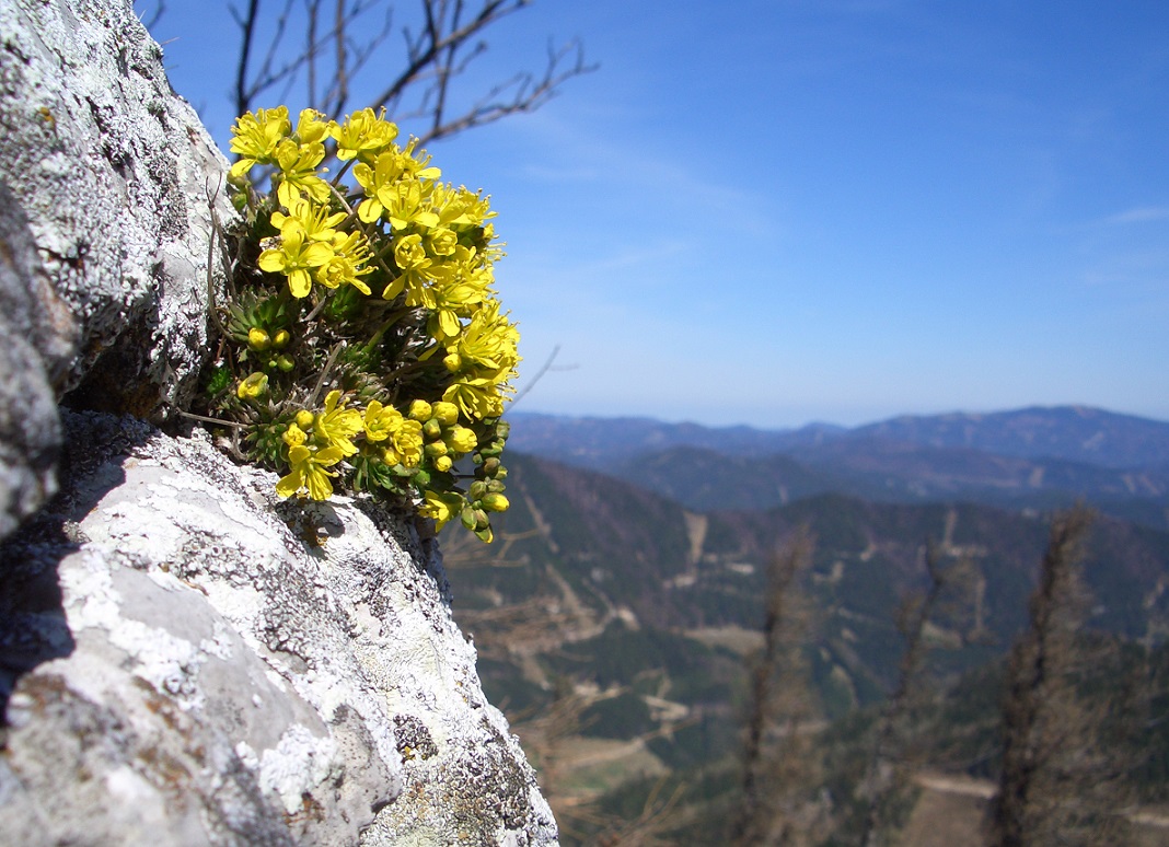 04-25-2015 Draba aizoides.jpg