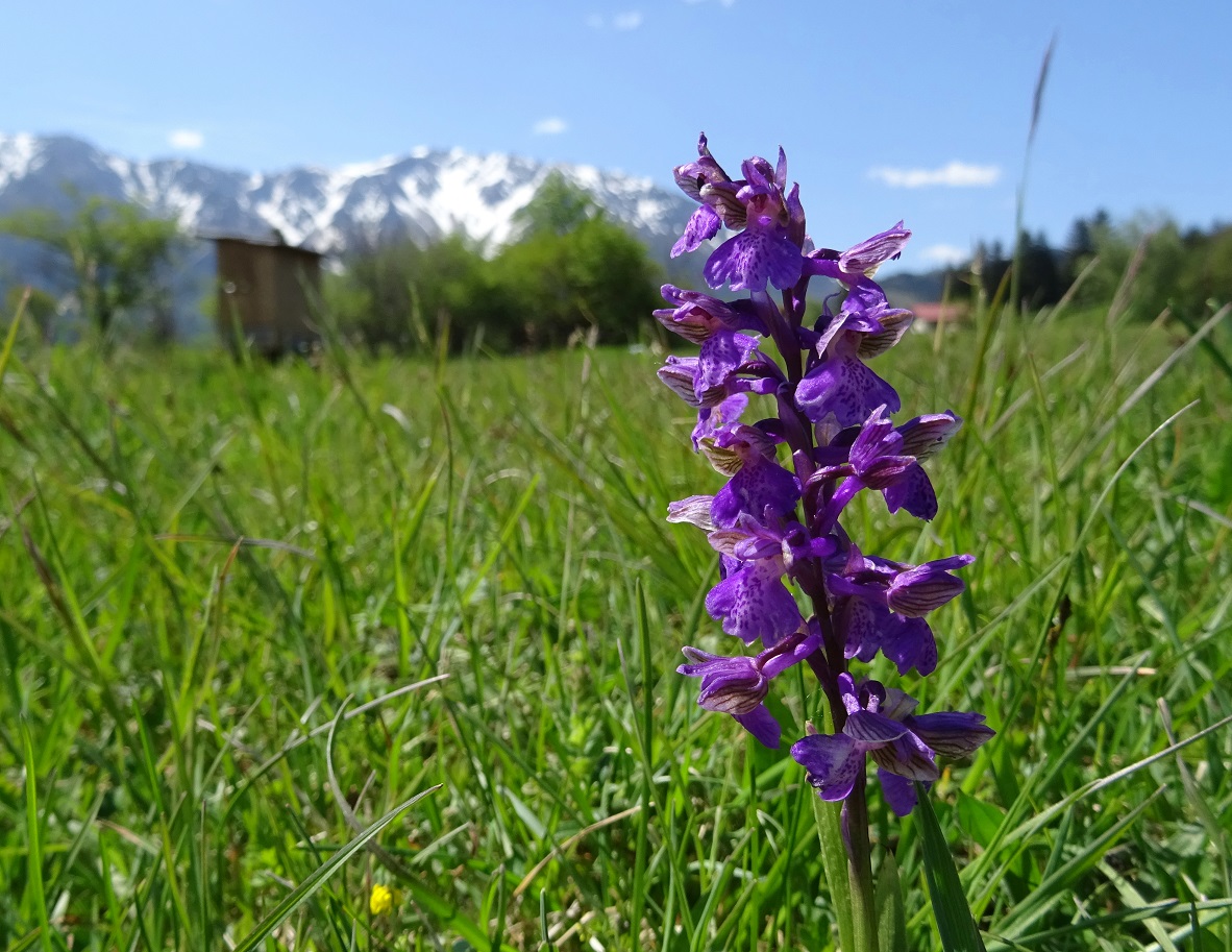 05-02-2019  Orchis morio.jpg