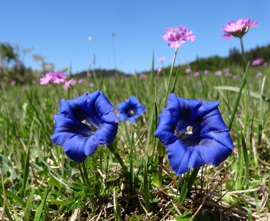 05-06-2018  Gentiana clusii und Mehlprimeln.jpg