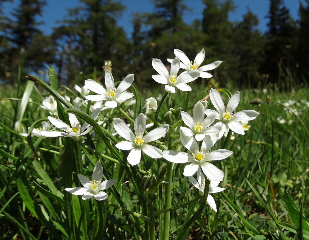 05-06-2018  Ornithogalum pannonicum.jpg