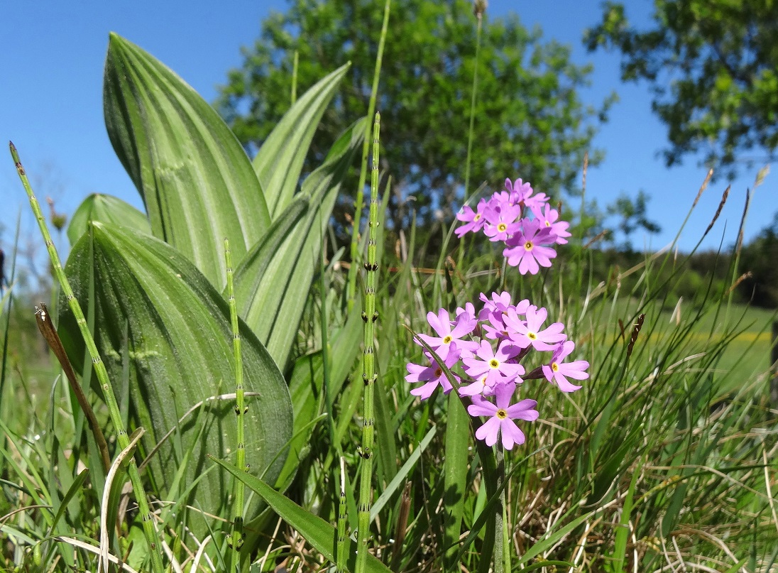 05-06-2018  Primula farinosa.jpg