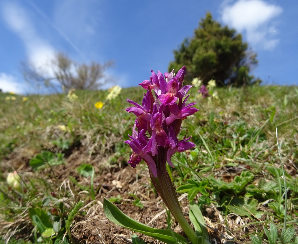 05-18-2019 Dactylorhiza sambucina.jpg