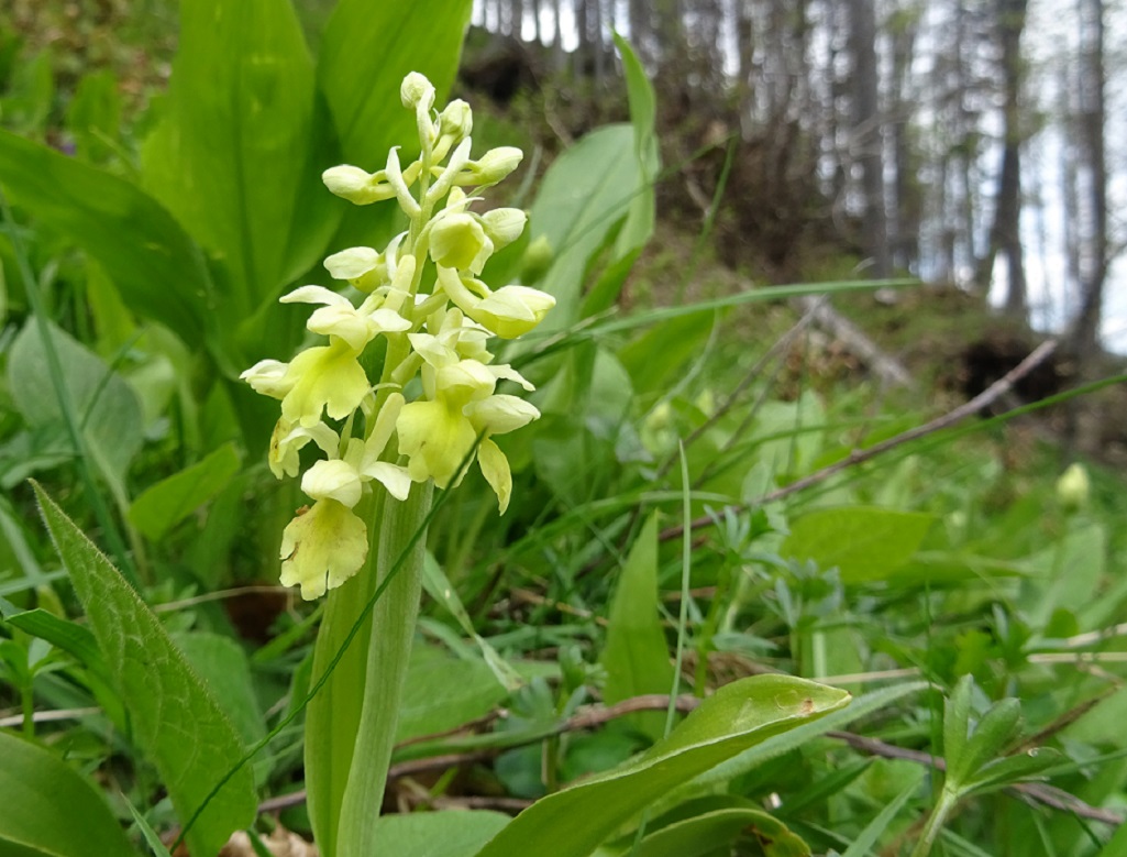 05-18-2019 Orchis pallens.jpg