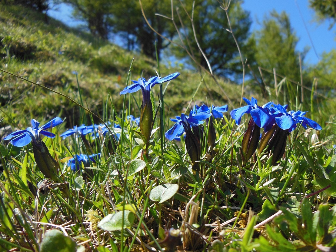 05-22-2016 Gentiana verna.jpg