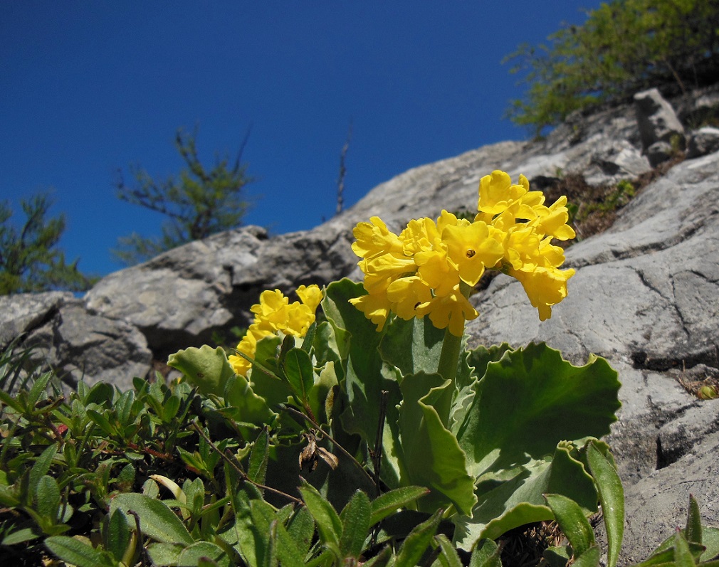 05-22-2016 Pimula auricula.jpg