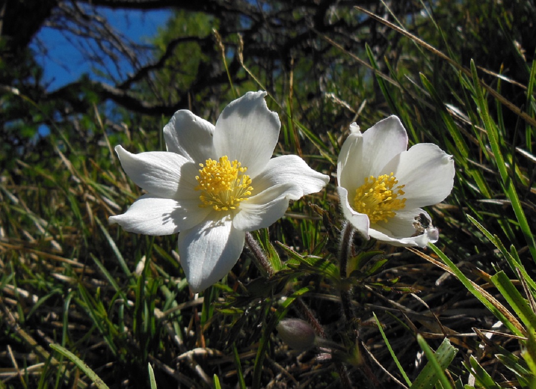 05-22-2016 Pulsatilla alpina subsp. alpina.jpg