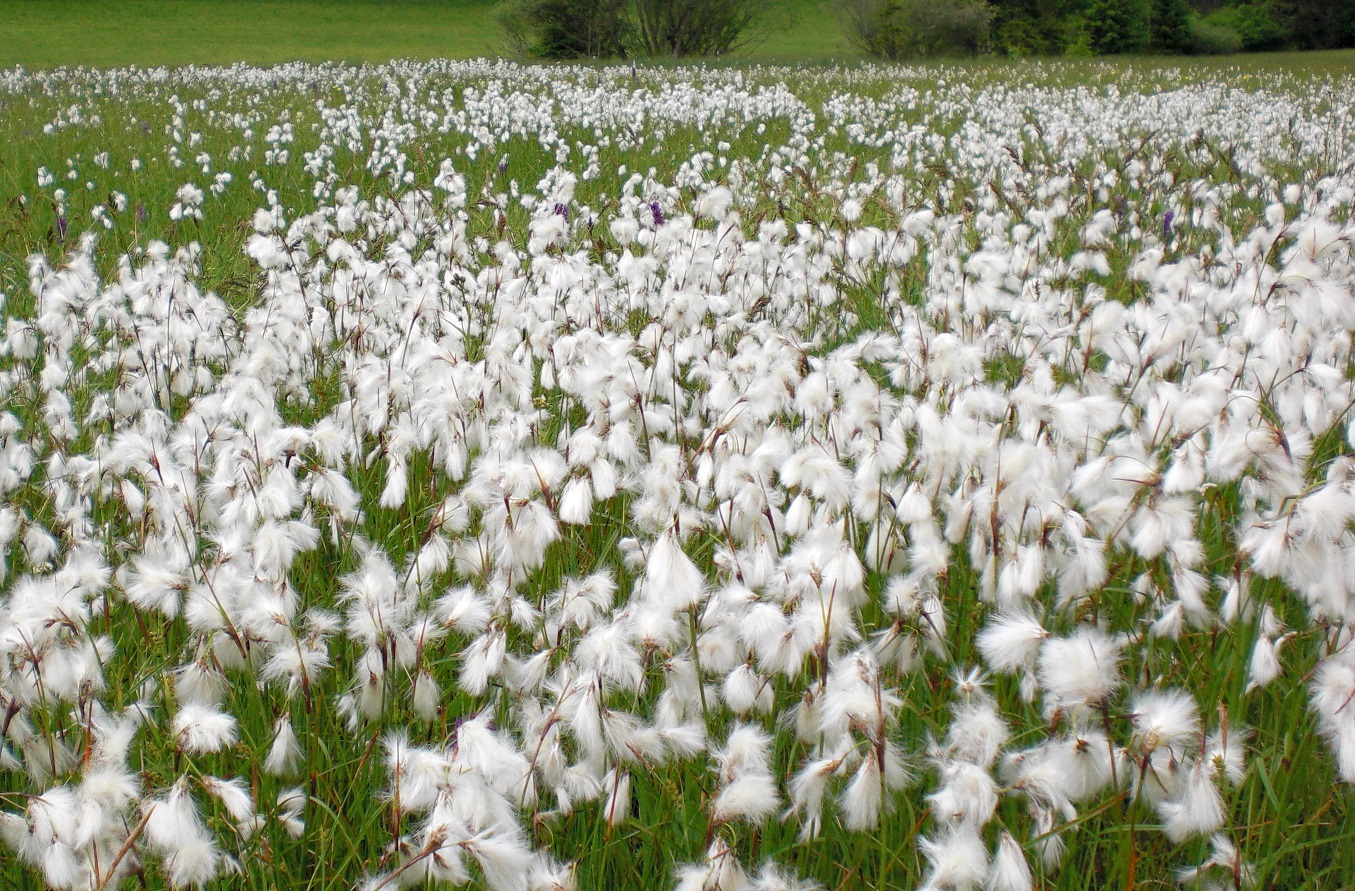 06-01-2015 Eriophorum latifolium.jpg