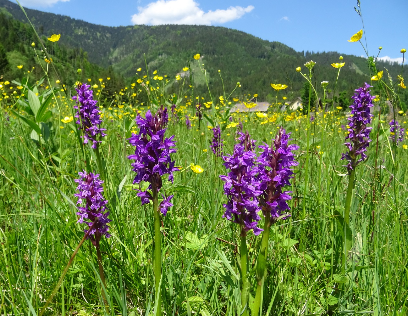 06-03-2019 Dactylorhiza majalis.jpg