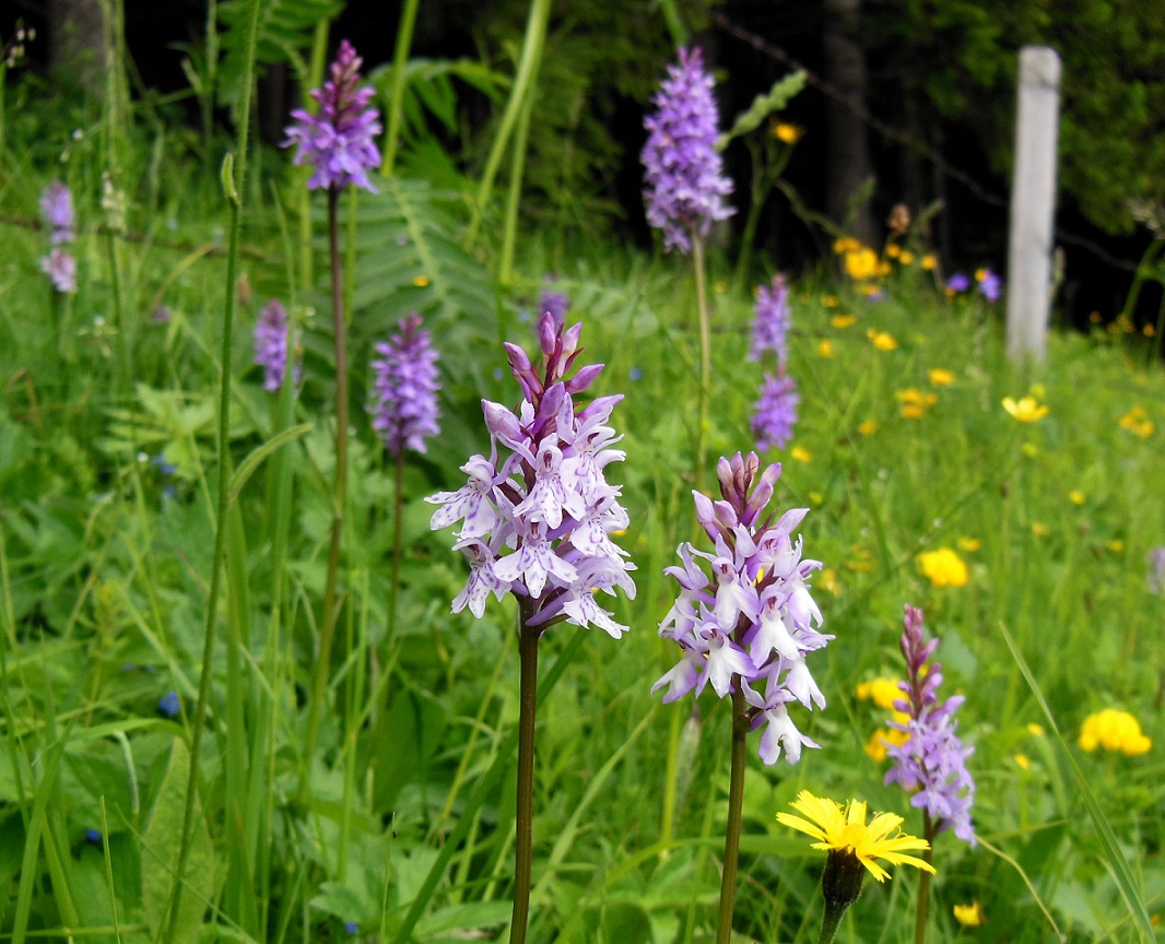 06-06-2016 Dactylorhiza fuchsii.jpg