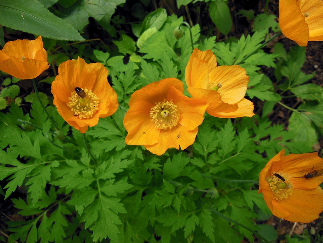 06-06-2017  Meconopsis cambrica.jpg