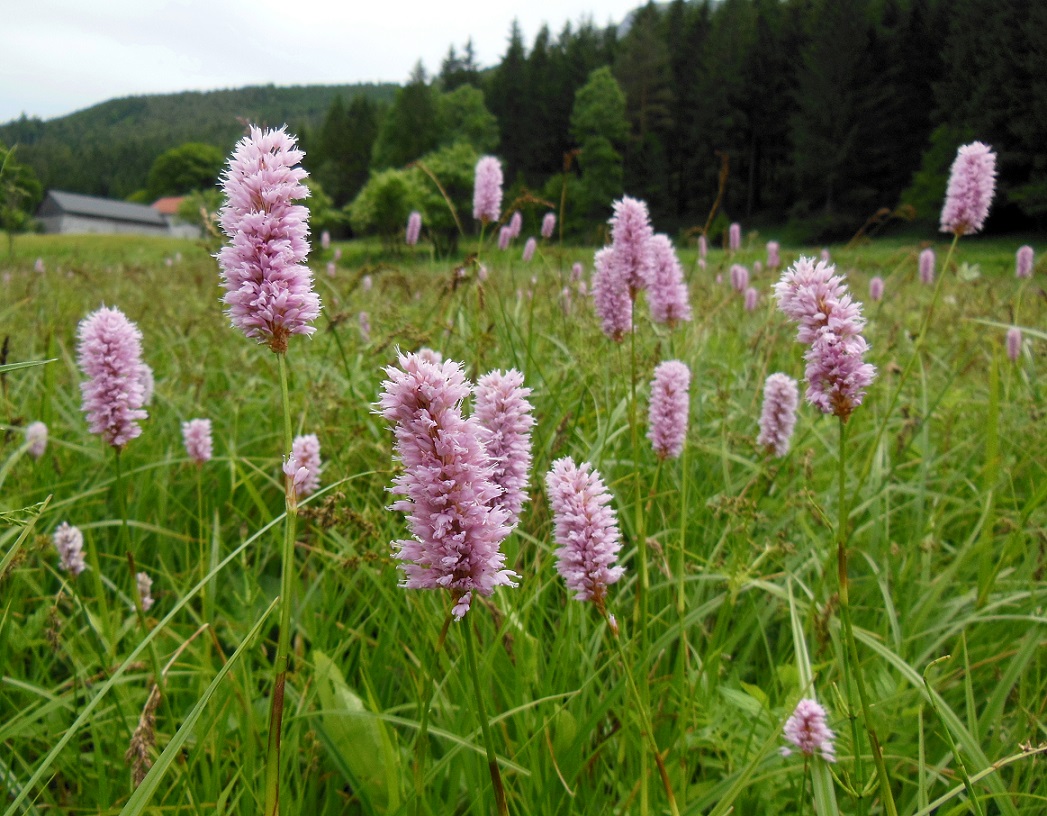 06-06-2017 Bistorta officinalis.jpg