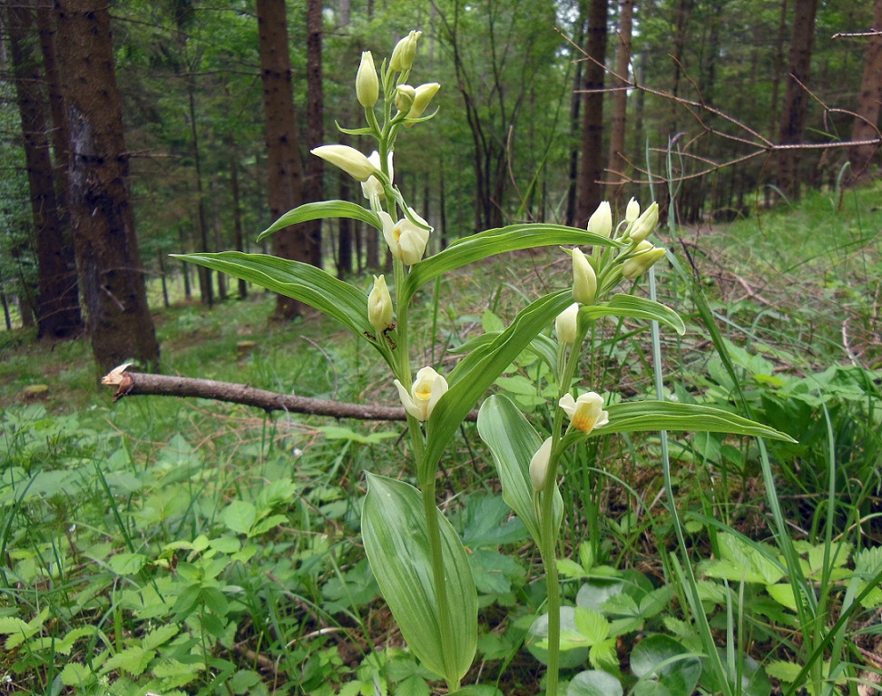 06-06-2017 Cephalanthera damasonium.jpg