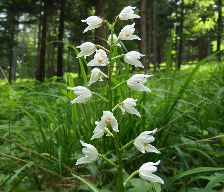 06-06-2017 Cephalanthera longifolia.jpg