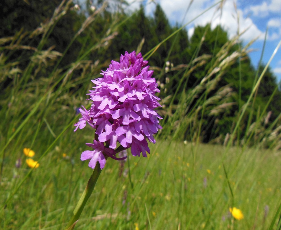 06-13-2017 Anacamptis pyramidalis ).jpg