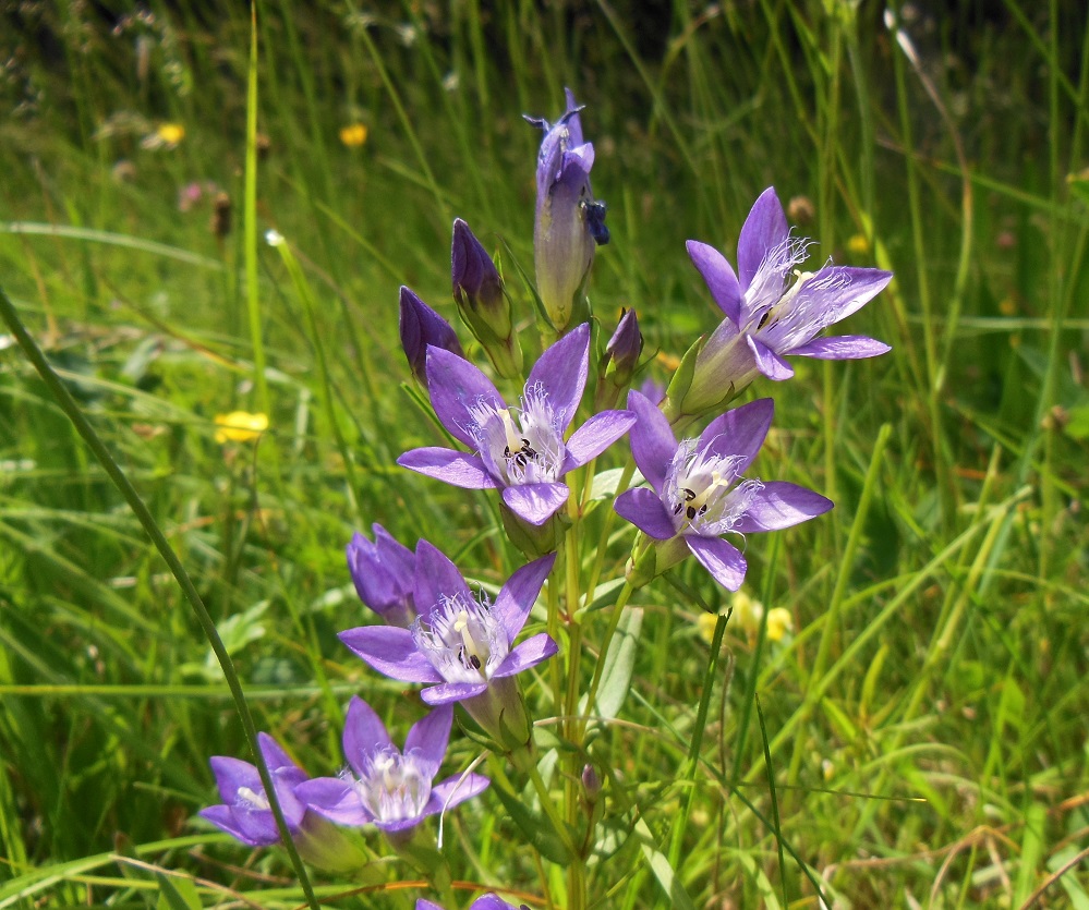 06-13-2017 Gentianella austriaca.jpg