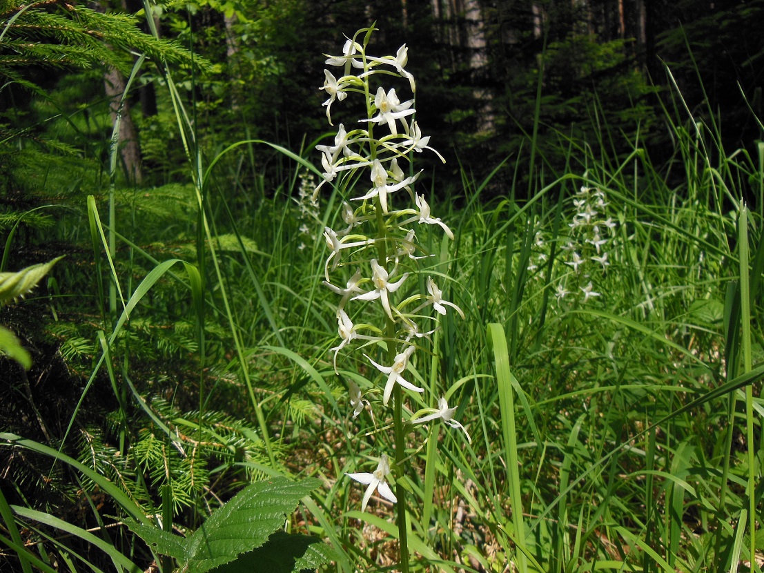 06-13-2017 Platanthera bifolia.jpg