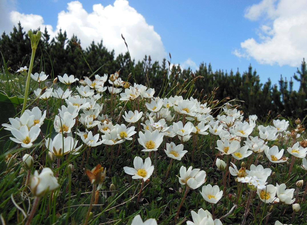 06-15-2017 Dryas octopetala.jpg