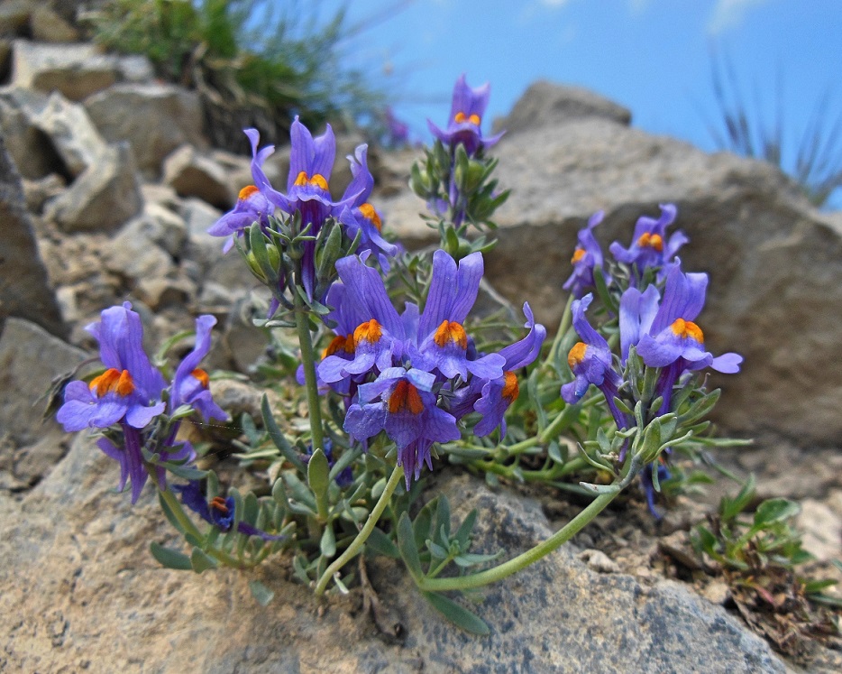 06-15-2017 Linaria alpina.jpg