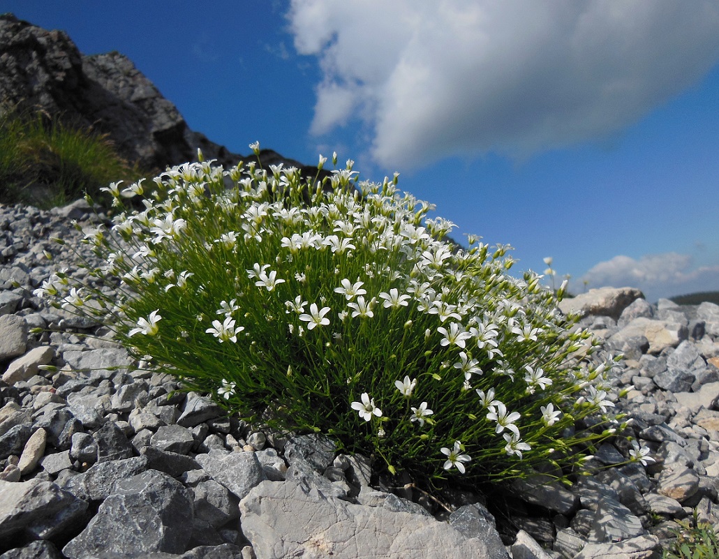 06-15-2017 Minuartia austriaca.jpg