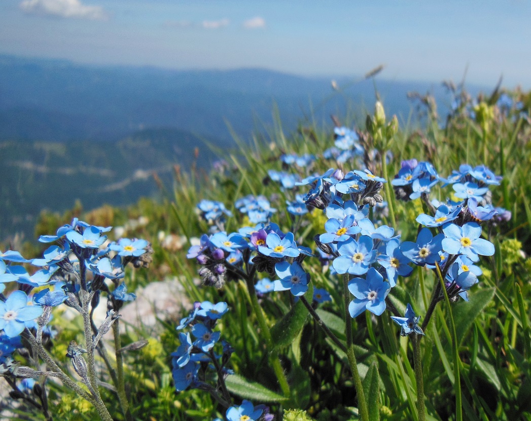 06-15-2017 Myosotis alpestris.jpg