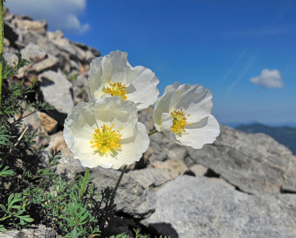 06-15-2017 Papaver alpinum ssp. alpinum.jpg