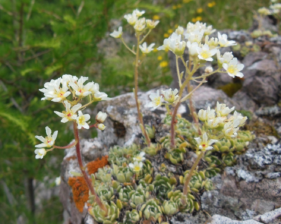 06-15-2017 Saxifraga paniculata.jpg