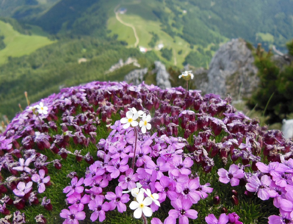 06-15-2017 Silene acaulis mit Androsace chamaejasme.jpg