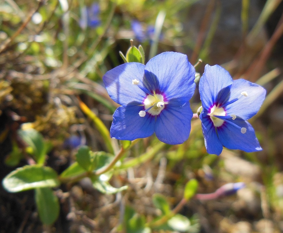 06-15-2017 Veronica fruticans.jpg