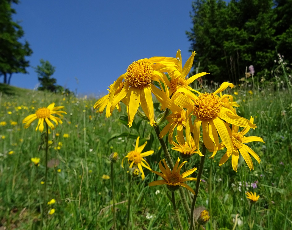 06-19-2019 Arnica montana.jpg