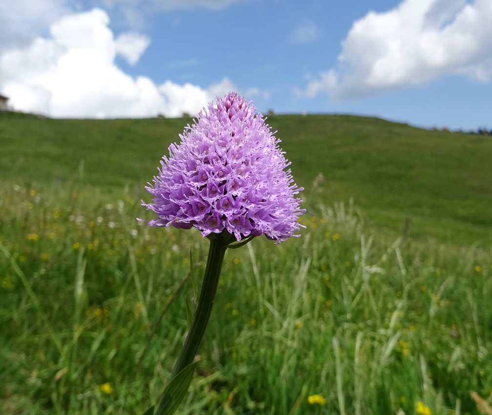 06-19-2019 Traunsteinera globosa ..jpg