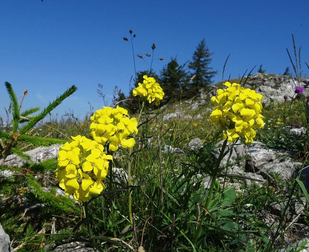 06-20-2019 Erysimum sylvestre.jpg