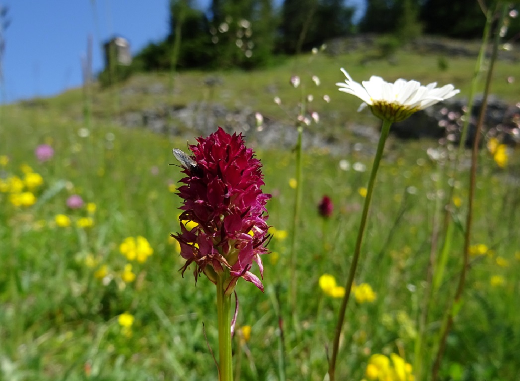 06-20-2019 Nigritella bicolor.jpg