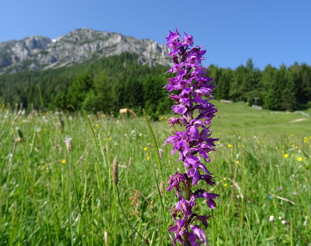 06-20-2019 Orchis mascula.jpg