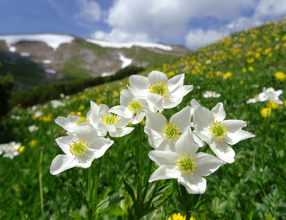 06-26-2019 Anemonastrum narcissiflorum.jpg