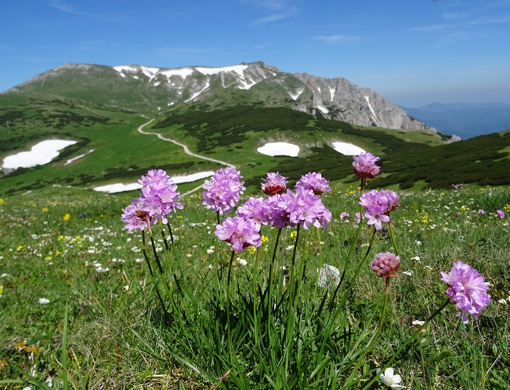 06-26-2019 Armeria alpina.jpg