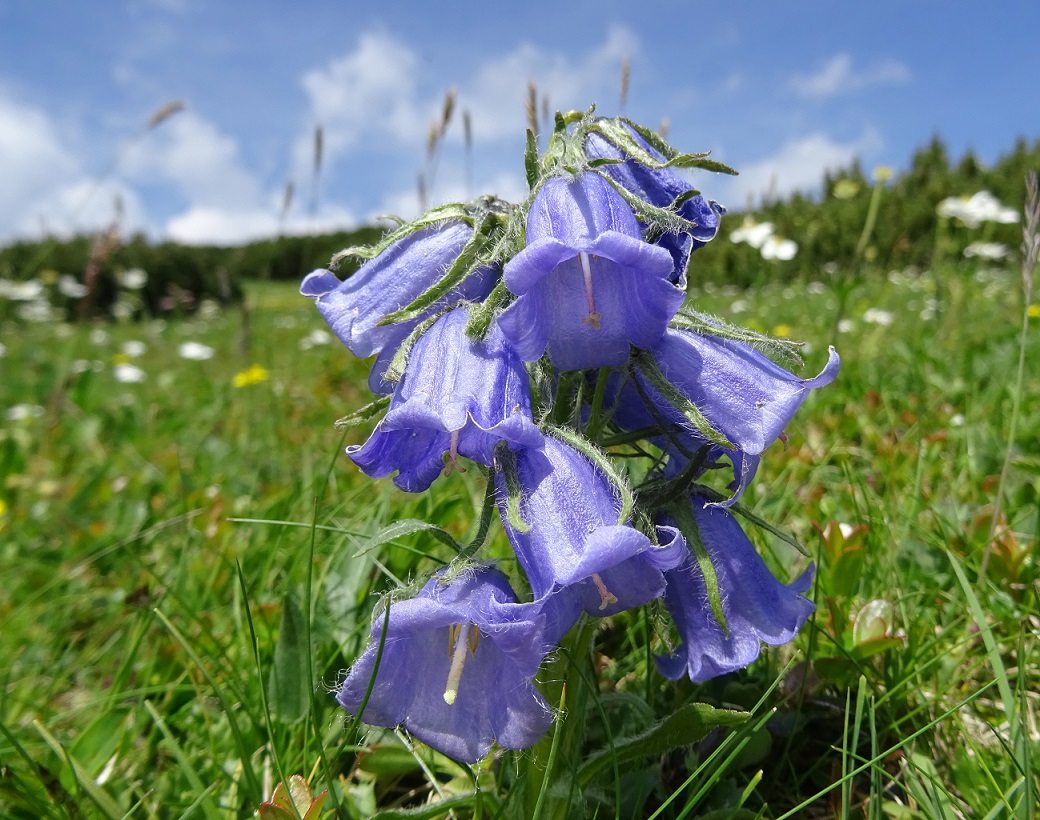 06-26-2019 Campanula alpina.jpg