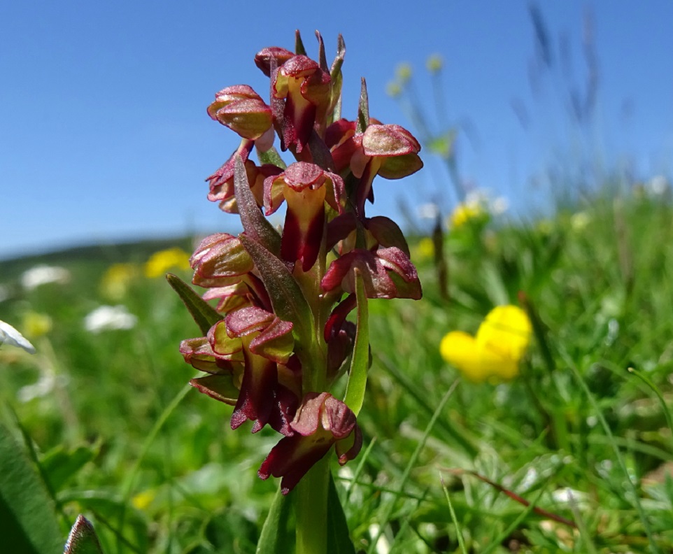 06-26-2019 Coeloglossum viride.jpg