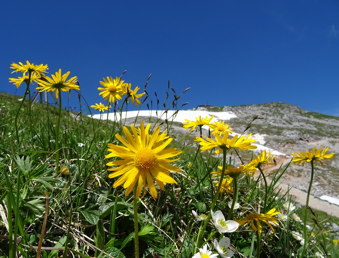 06-26-2019 Doronicum glaciale subsp. calcareum.jpg