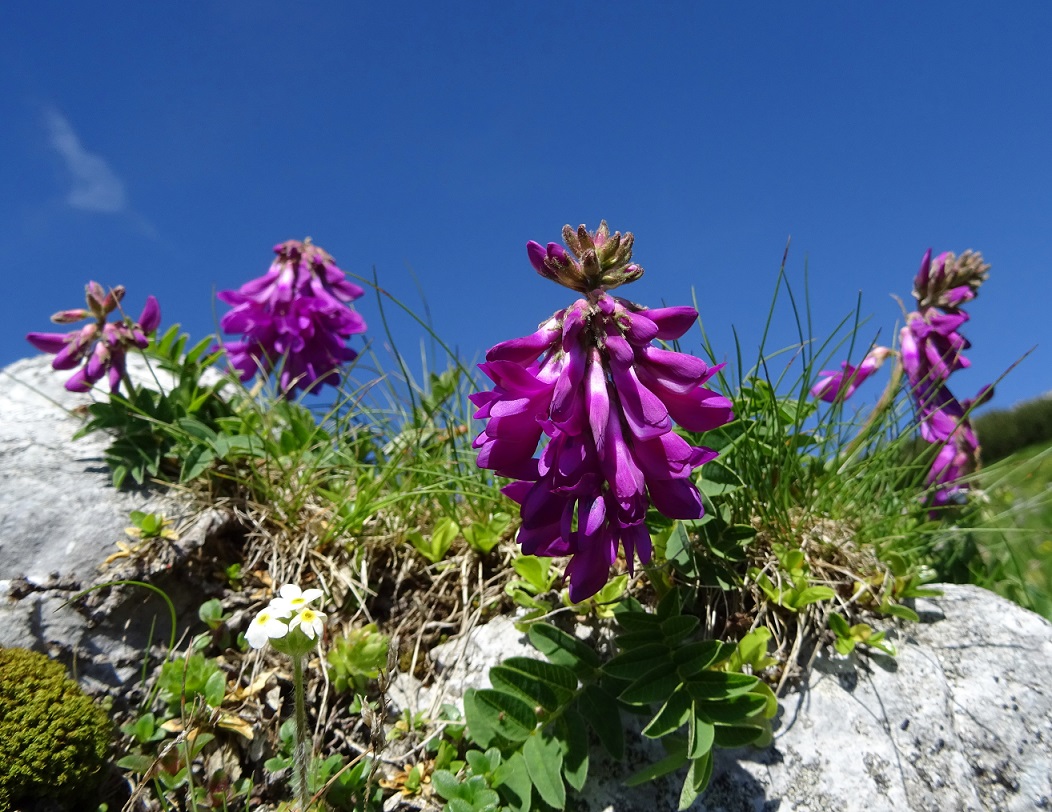 06-26-2019 Hedysarum hedysaroides subsp. hedysaroides.jpg