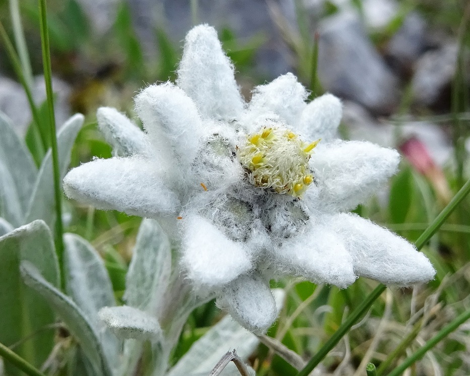 06-26-2019 Leontopodium alpinum.jpg