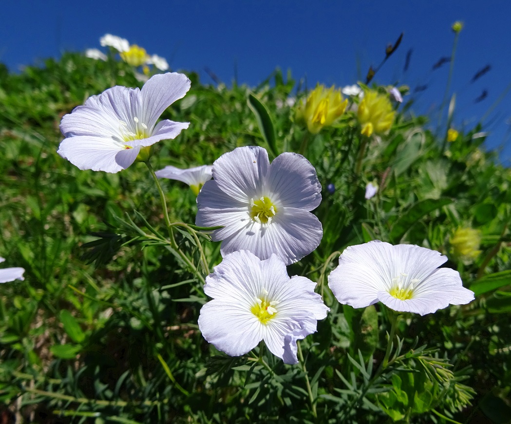 06-26-2019 Linum alpinum.jpg