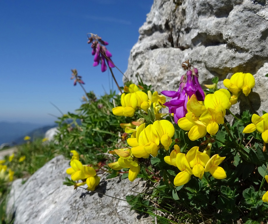 06-26-2019 Lotus corniculatus var. alpicola und Süßklee.jpg