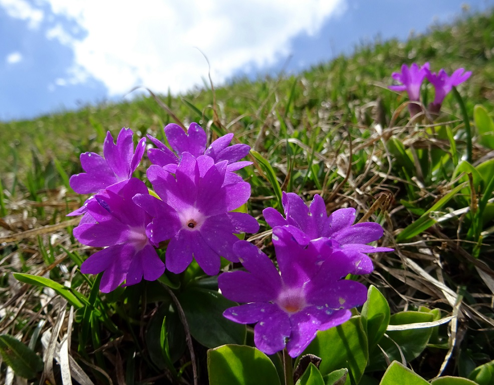 06-26-2019 Primula clusiana.jpg