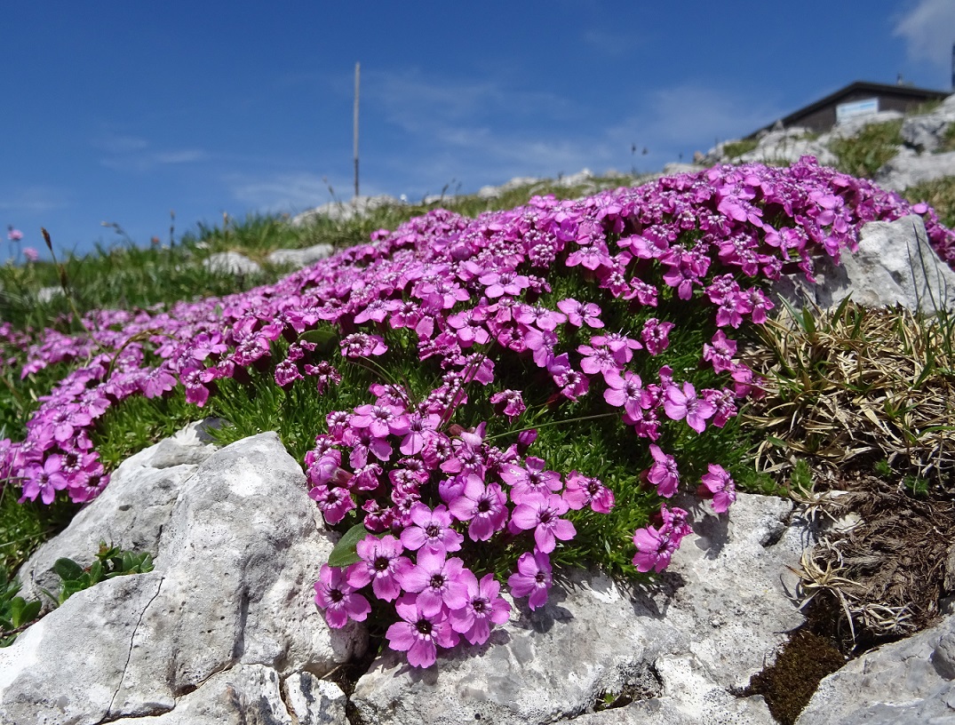 06-26-2019 Silene acaulis subsp. longiscapa.jpg